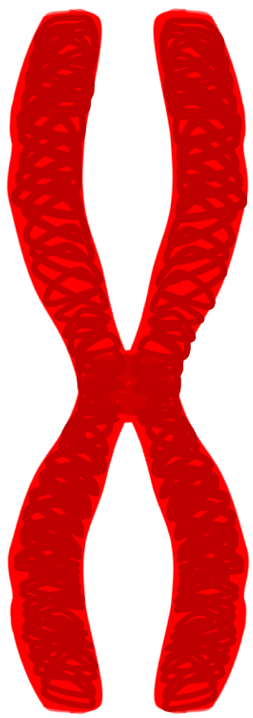 Chromatid Pair Red - Zipper (280x750)