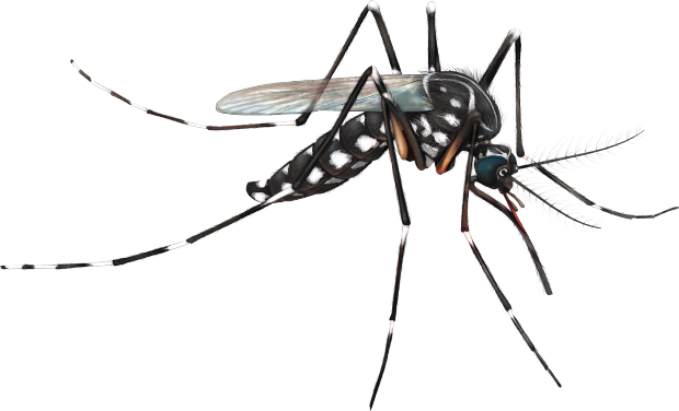 Mosquito Png - Mosquito Png (620x376)
