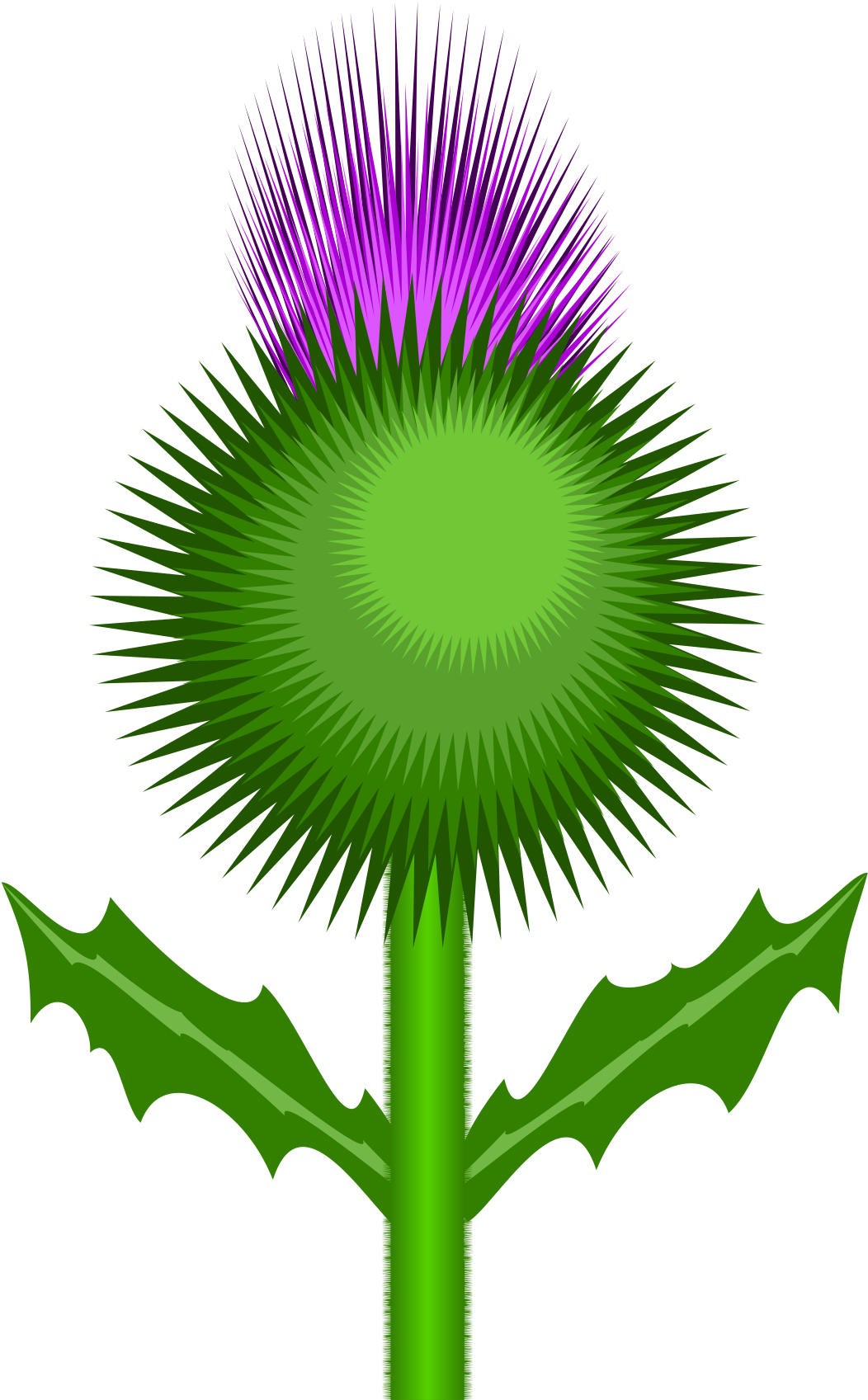 Clipart Scottish Thistle - Thistle Flower Transparent Background (1697x2400)
