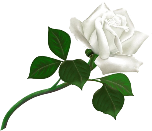 This Image Is Available In Isolated Png Large Resolution - White Rose Png (500x452)