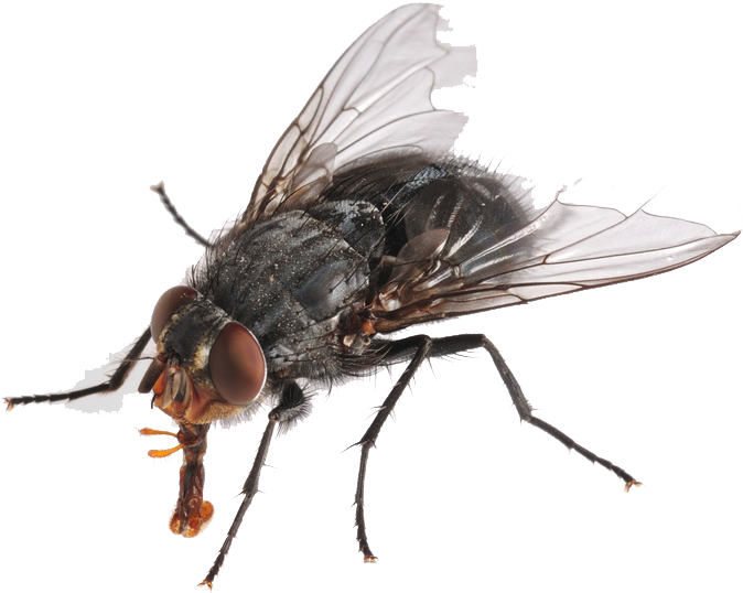 Flies Png Hd - Flies Png (777x592)