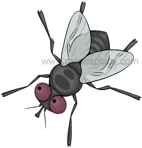 House Fly & Blue Bottle Fly Combo - Housefly (500x500)