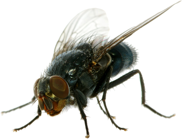 Flies Png Clipart - Housefly Png (625x500)