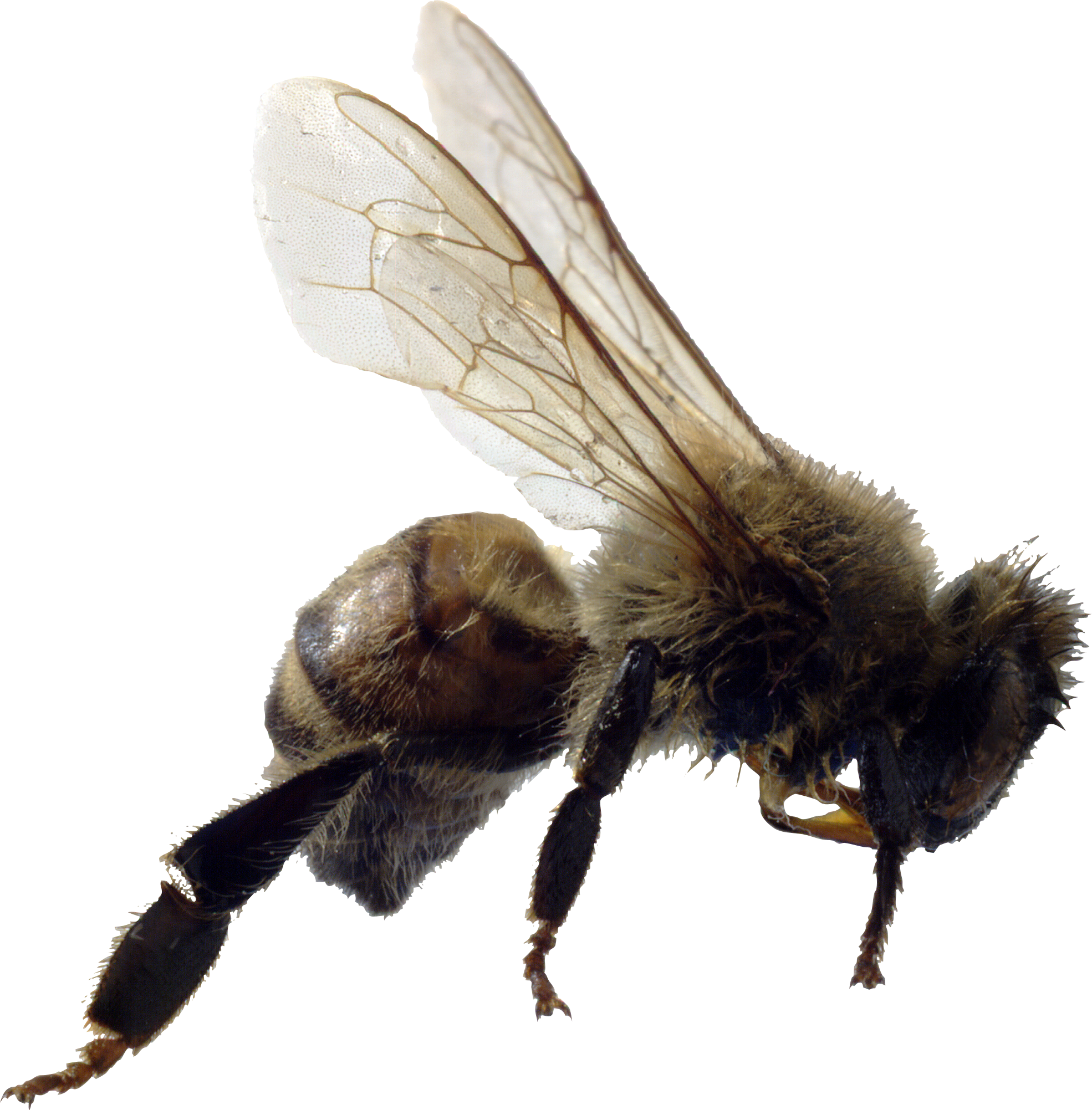 Bee Png Image - Life Cycle Of A Bee - Book (1970x2003)