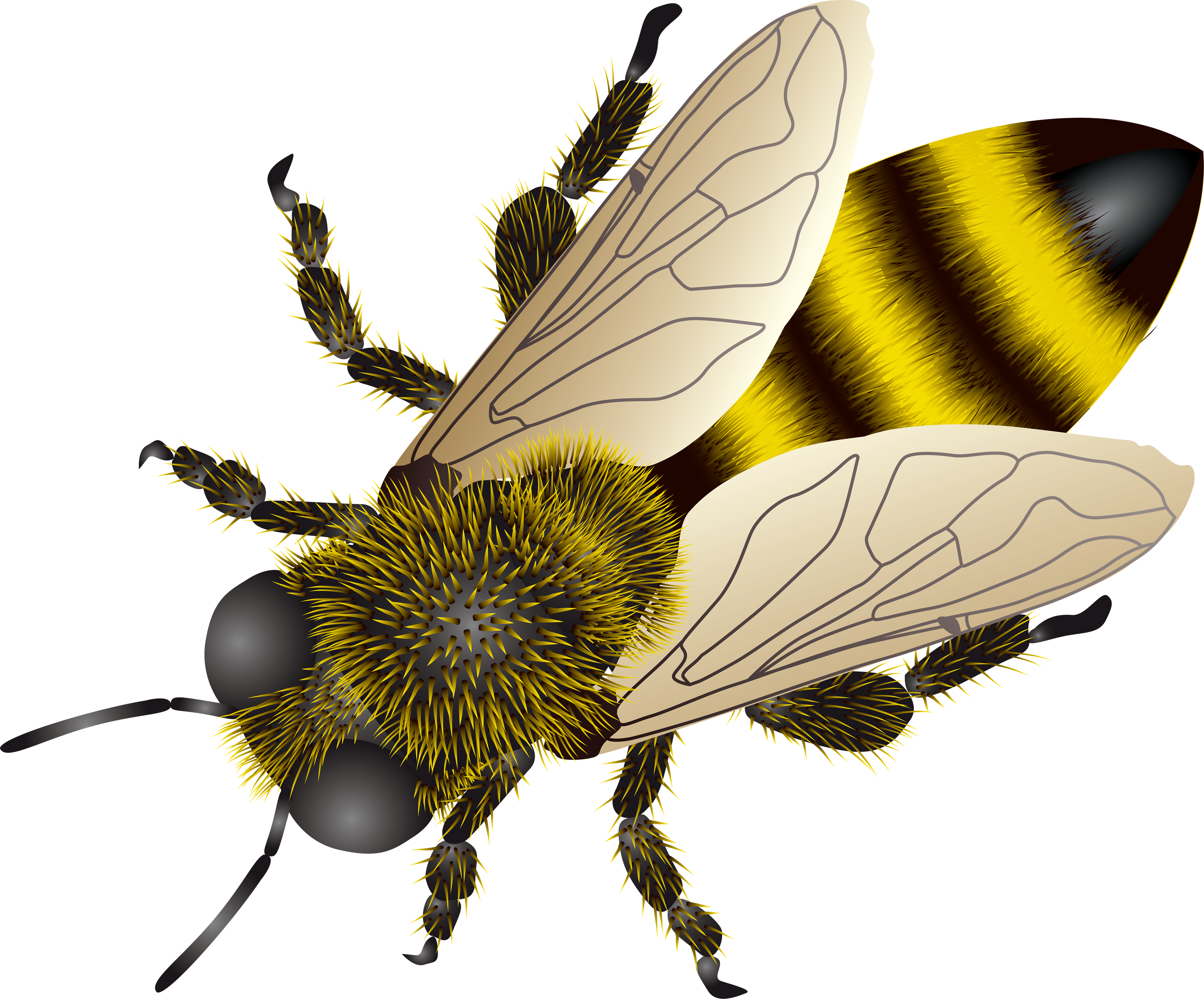 Bee Png Image - Honey Bee Comb (5222x4304)