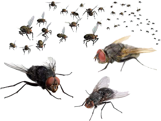 Flies Png Transparent Image - Flies Png (582x443)