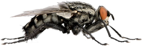 Flies Png File - Portable Network Graphics (500x400)