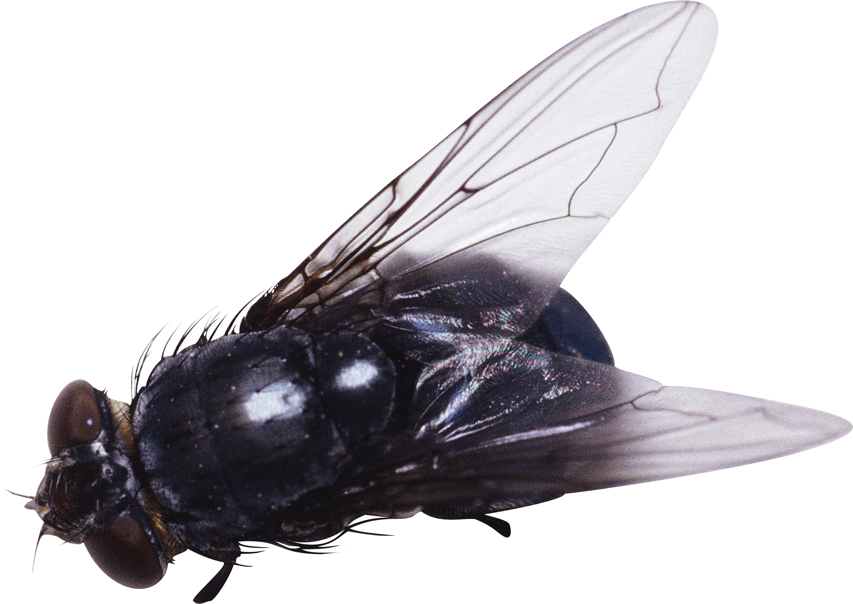 Png Image - Fly Png (3314x2345)
