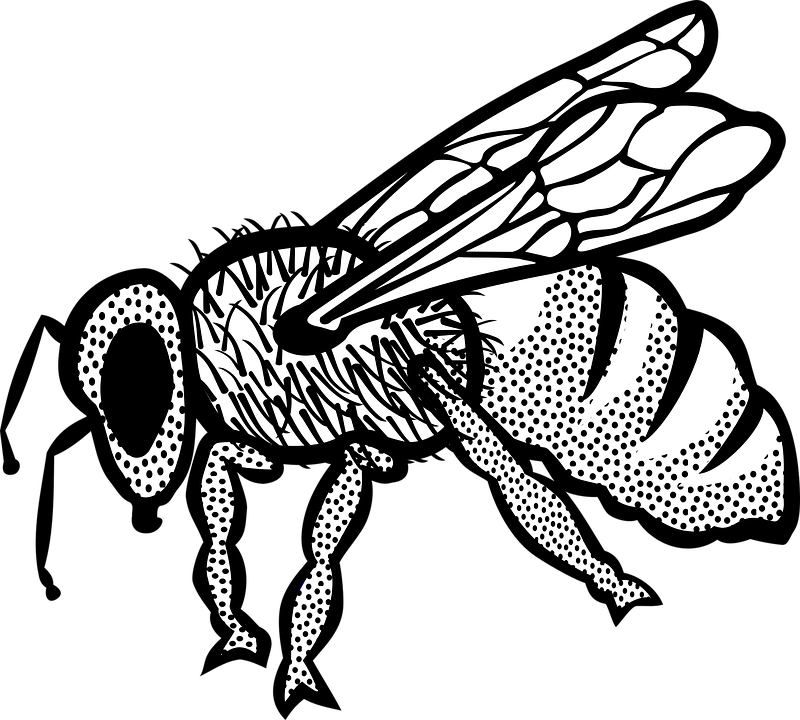 Buy Clip Art - Bee (800x720)