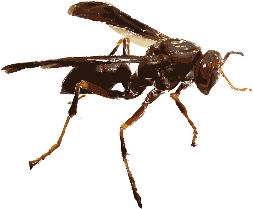 Insect Png Transparent - Flying Bugs With Transparent Background (890x720)