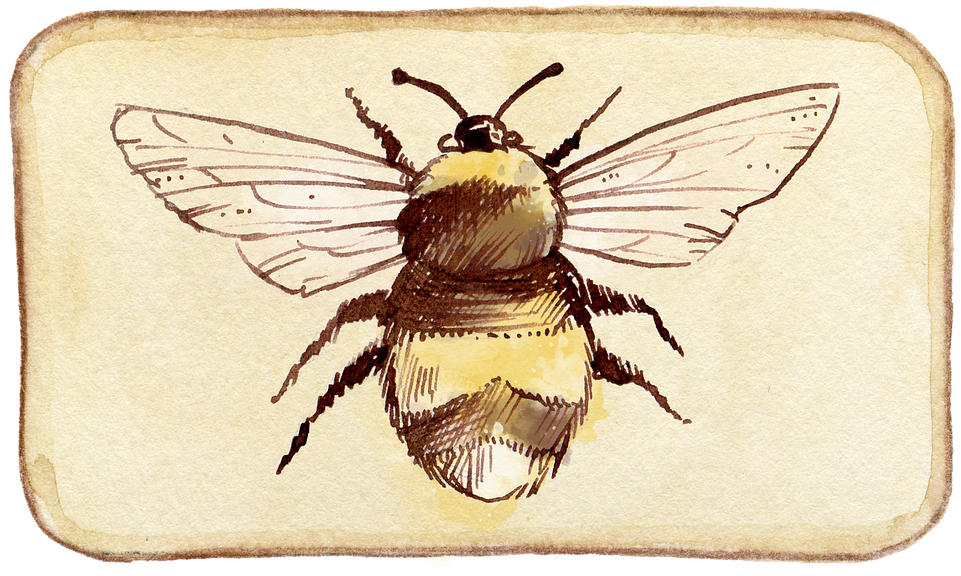 Honey Bee Illustrations 4, Buy Clip Art - Cafepress ! Samsung Galaxy S8 Case (960x582)