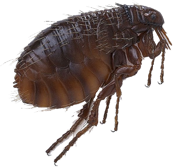 Flea Png - Scott Foresman Science: Grade 3 [book] (912x762)