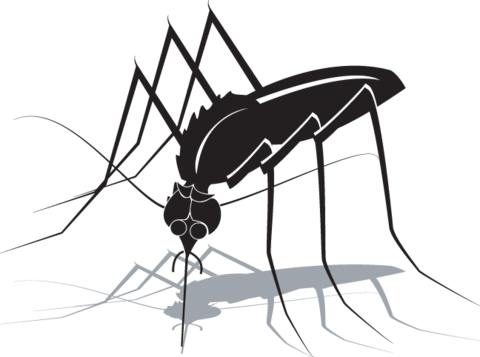 363ra - Mosquito - Siluet Nyamuk (480x357)