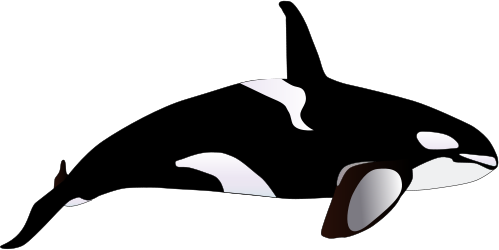 Fresh Orca Whale Clipart Orca Clip Art Clipart Best - Orcinus Orca Drawing (499x250)