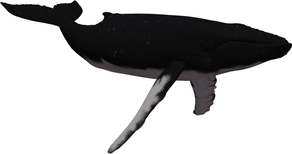 Clip Arts Related To - Humpback Whale Silhouette Png (1024x639)