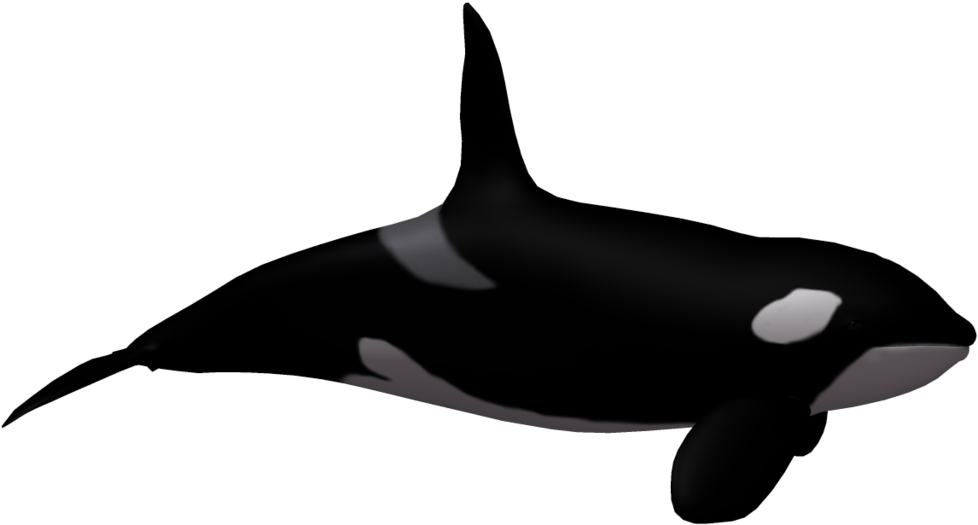 More Like Killer Whale 02 By Wolverine041269 - Killer Whale (1024x639)