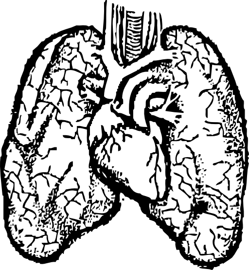 Lungs & Heart Sketch (512x555)