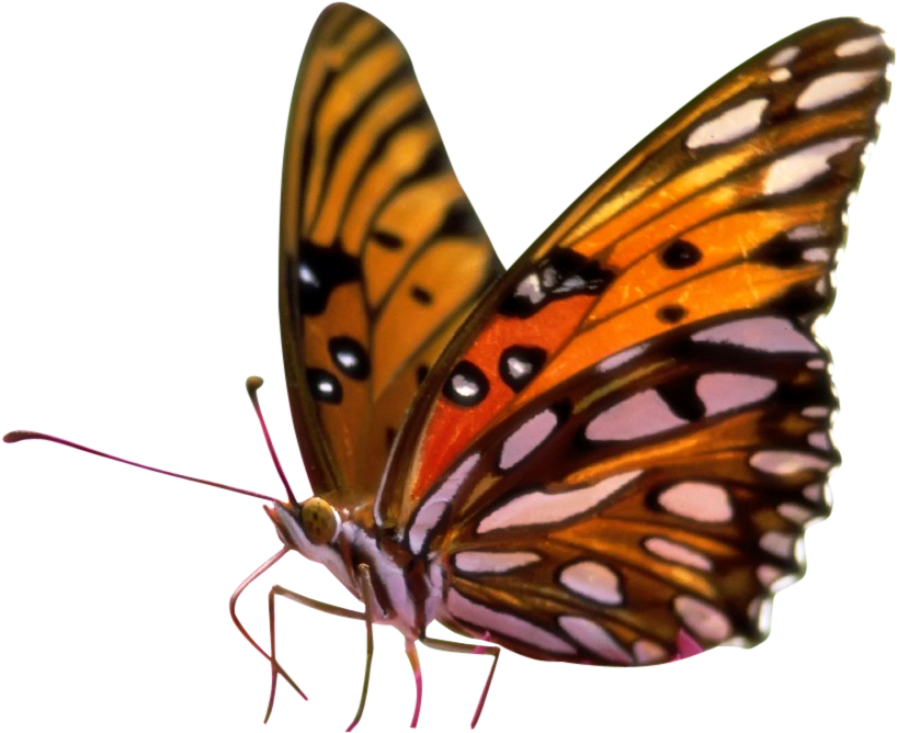 Butterfly Transparent Background Wwwpixsharkcom - Butterflies Transparent Background Png (841x692)