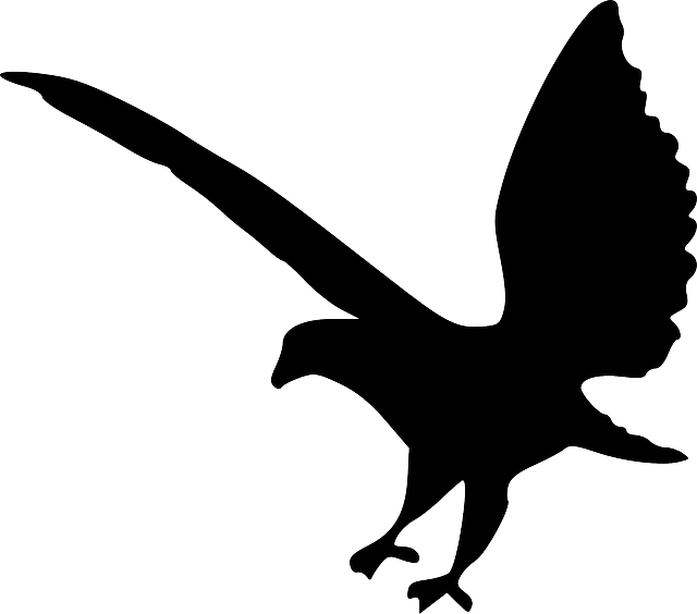 Silhouette Eagle, Bird, Animal, Flying, Silhouette - Eagle Silhouette Png (640x564)