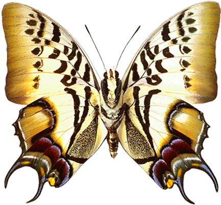 Png Transparent Real Butterfly Clipart - Imagenes Del Nombre Marian (462x419)