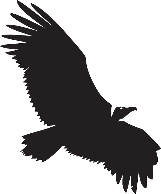 Spread, Silhouette, Bird, Wings, Animal, Vulture - Vulture Silhouette Png (531x640)