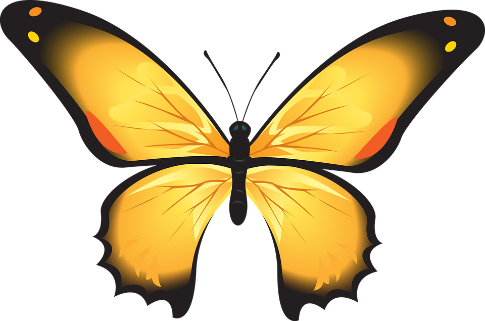 Yellow Butterfly Clipart 15, Buy Clip Art - Sketsa Gambar Kupu Kupu Berwarna (960x635)
