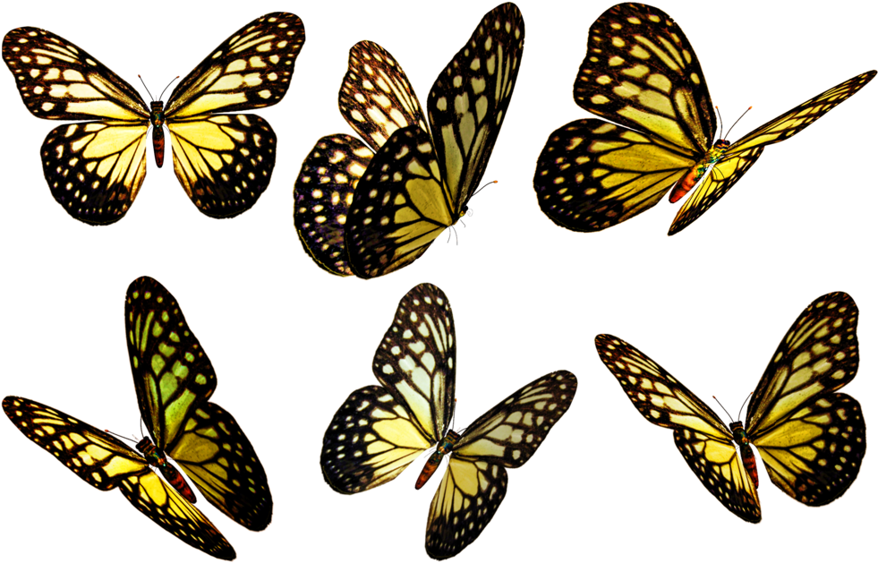 Butterflies Png - Speckled Wood (butterfly (1024x660)