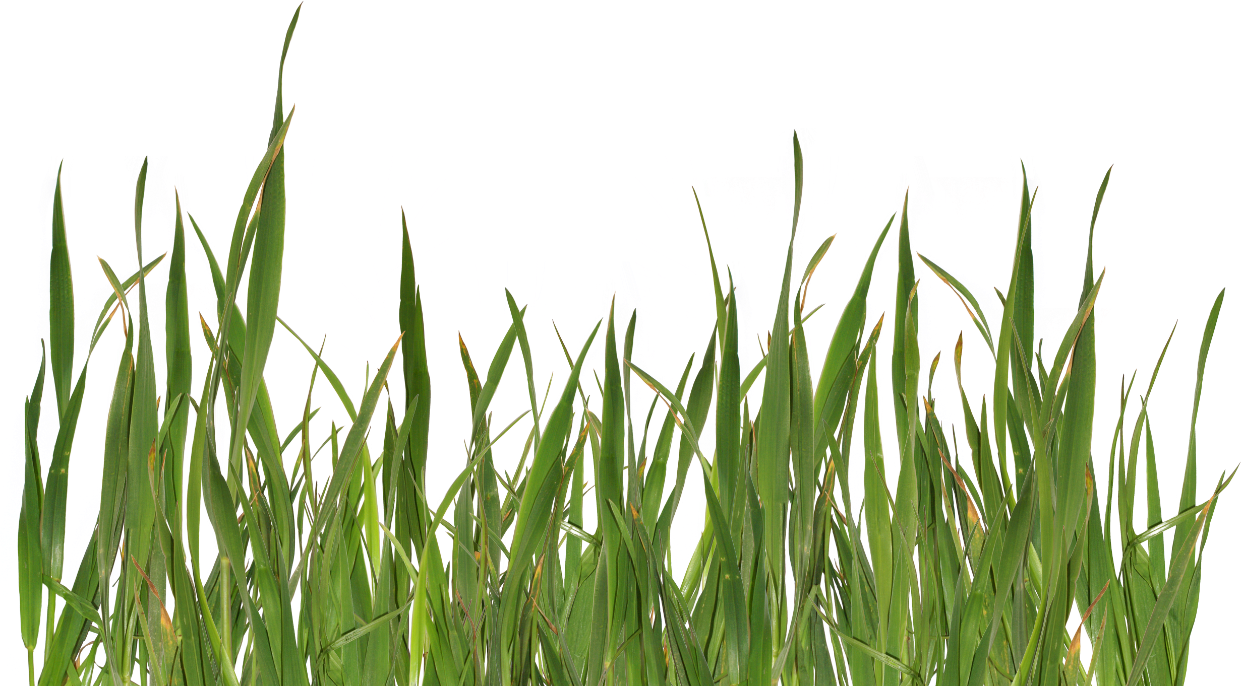 Grass Png - Grass Png (2468x1467)