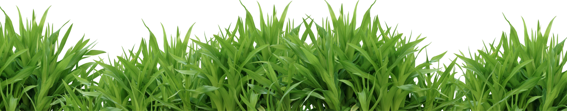 Grass Png - Psd Images Free Download (1900x372)