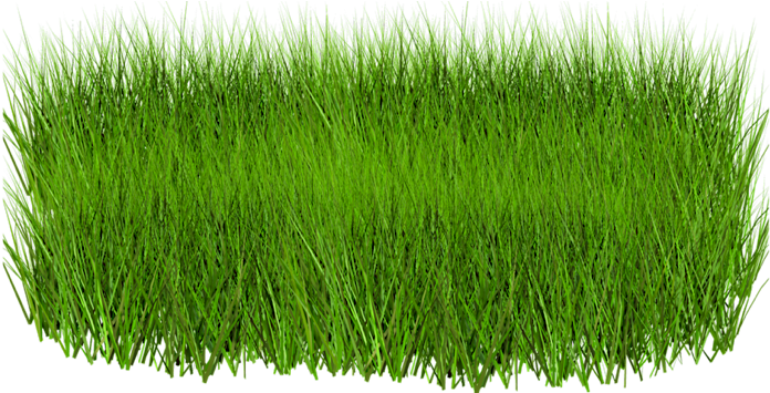Grass Png Image, Green Picture - Green Grass Images Png (768x354)