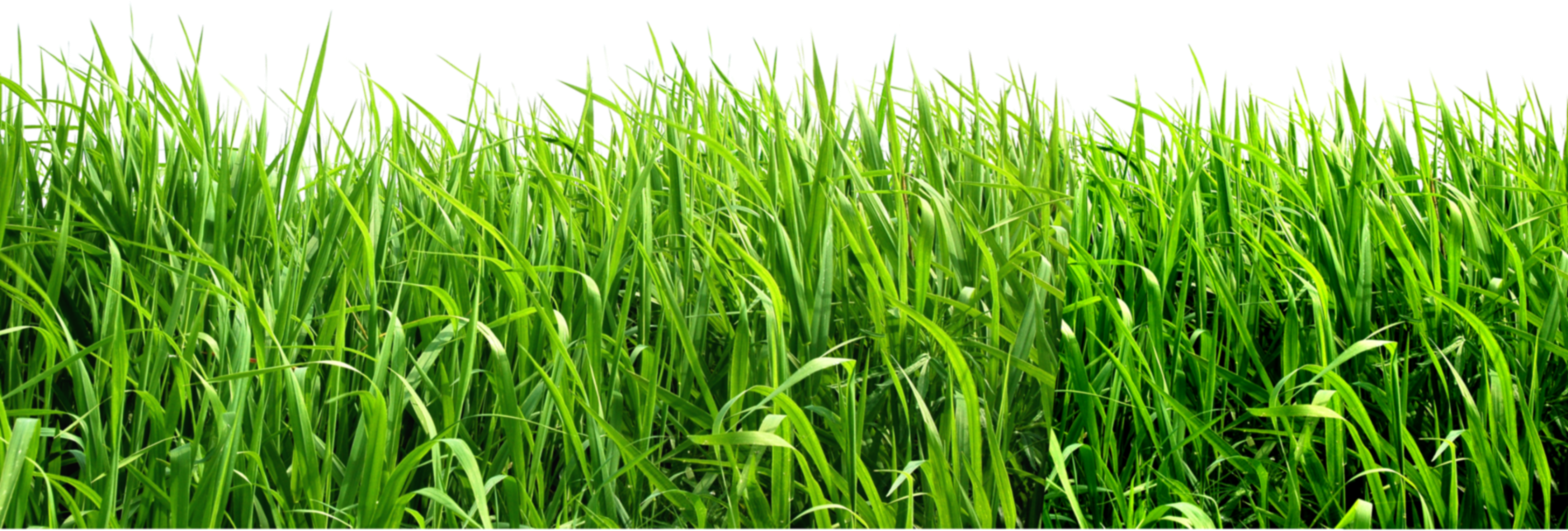 Grass Png Image, Green Grass Png Picture - Free Grass Png (1900x643)