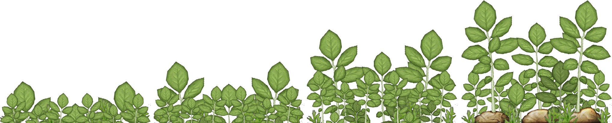 Plantation (2048x512)