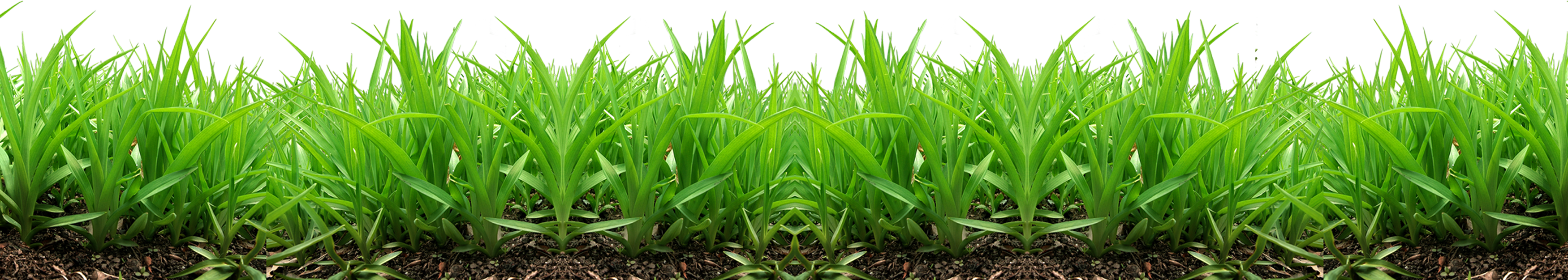 Grass Png Image, Green Grass Png Picture - Grass Png For Picsart (3500x626)