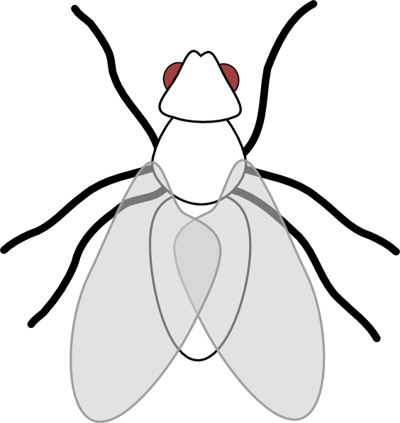 Free Invest Cliparts, Download Free Clip Art, Free - Fly Clip Art (564x597)