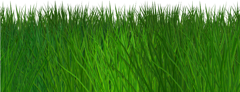 Border Grass Seamless Transparent Background Free - Grass Transparent Background Png (800x600)