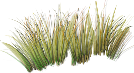 Beachgrass - Beach Grass Png (471x256)