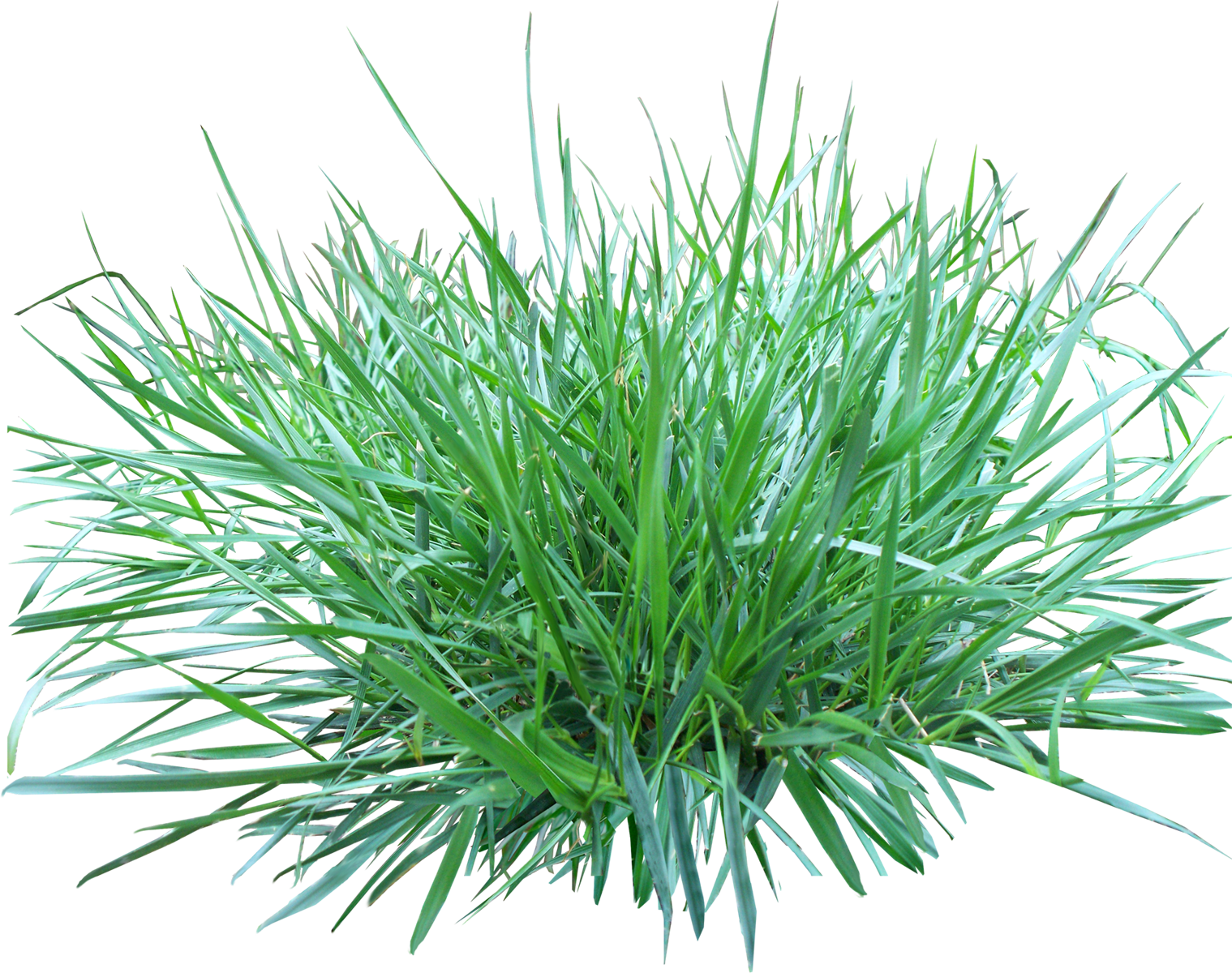 Grass Png Image, Green Picture Image - Arugam Pul (1519x1200)