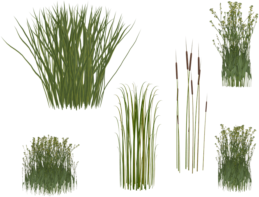 Grass Png - Transparent Reeds (960x720)