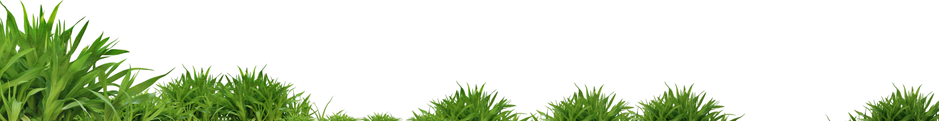 Grass Png Image, Green Grass Png Picture - Tree And Grass For Picsart (1900x245)