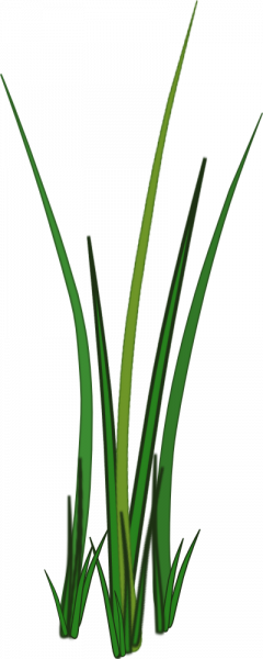 Grass For Tubes - Grass Png (240x600)