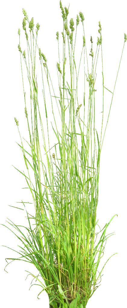 Dactylis Glomerata 1024 - Cat Grass (512x1024)