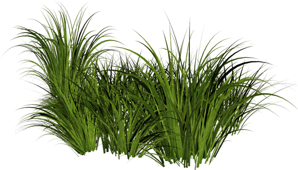 Grass Pic Png Image - Monkey Grass Png (600x387)