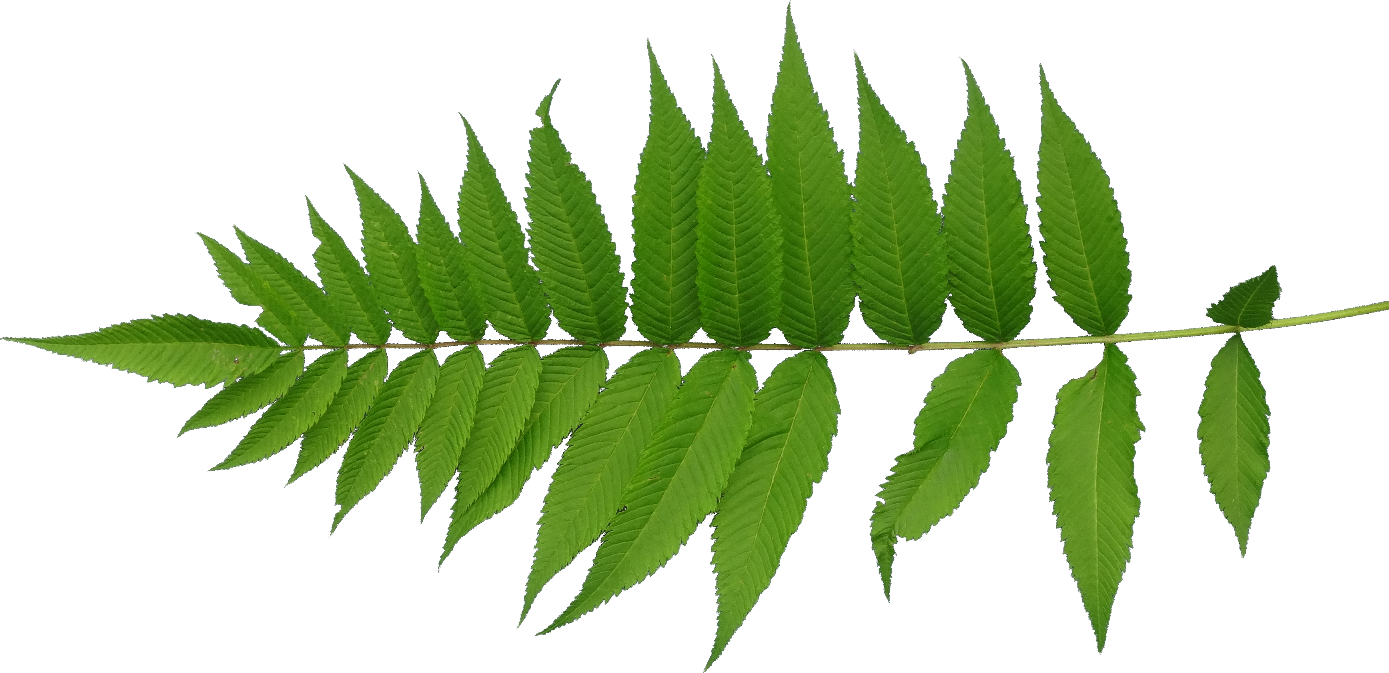 Leaf Texture Mapping Plant Stem - Leaf Texture Png (4860x2356)