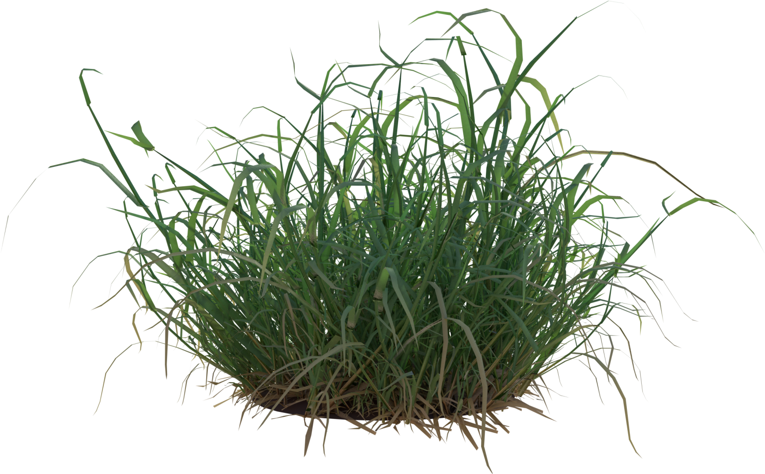 34qp9qu - Tuft Of Grass Png (1599x1001)
