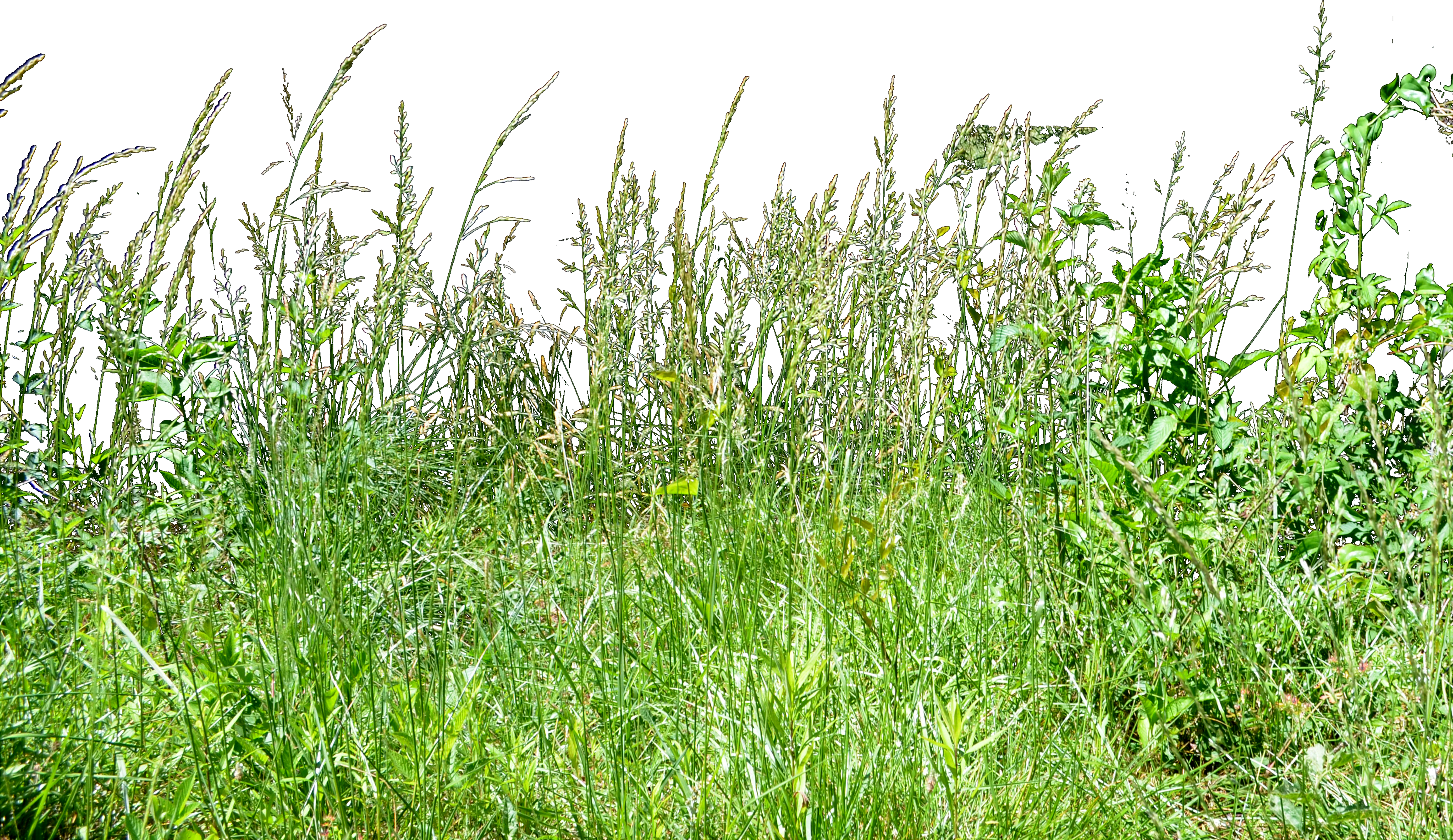 Tall Wheat Grass Png Stock Photo 0073 Copy By Annamae22 - Tall Wheat Grass Png Stock Photo 0073 Copy By Annamae22 (4928x3264)