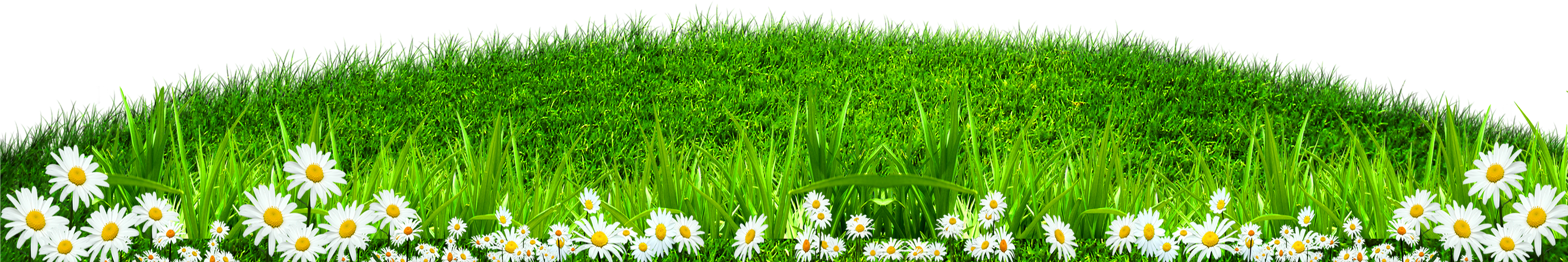 Green Grass White Border Texture - Lawn (5906x1975)