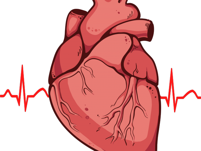 Heart Clipart Clipart Real Heart - Real Heart Drawing (640x480)