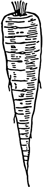 Biology Carotte, Radish, Cultivated Radish, Root, Biology - Lobak Clipart Black And White (320x640)