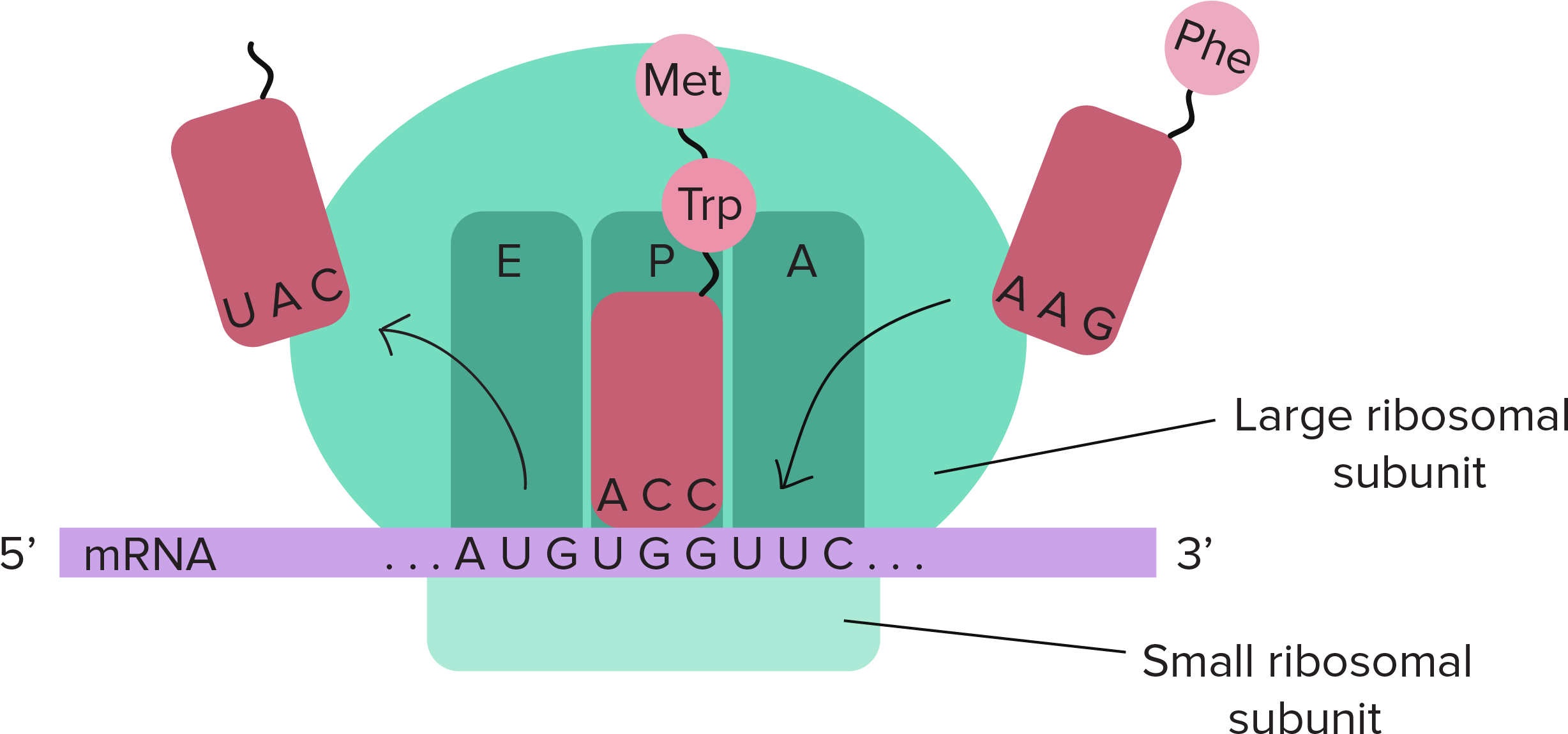 The Ribosome Is Composed Of A Small And Large Subunit - Central Dogma Of Molecular Biology (3342x1433)