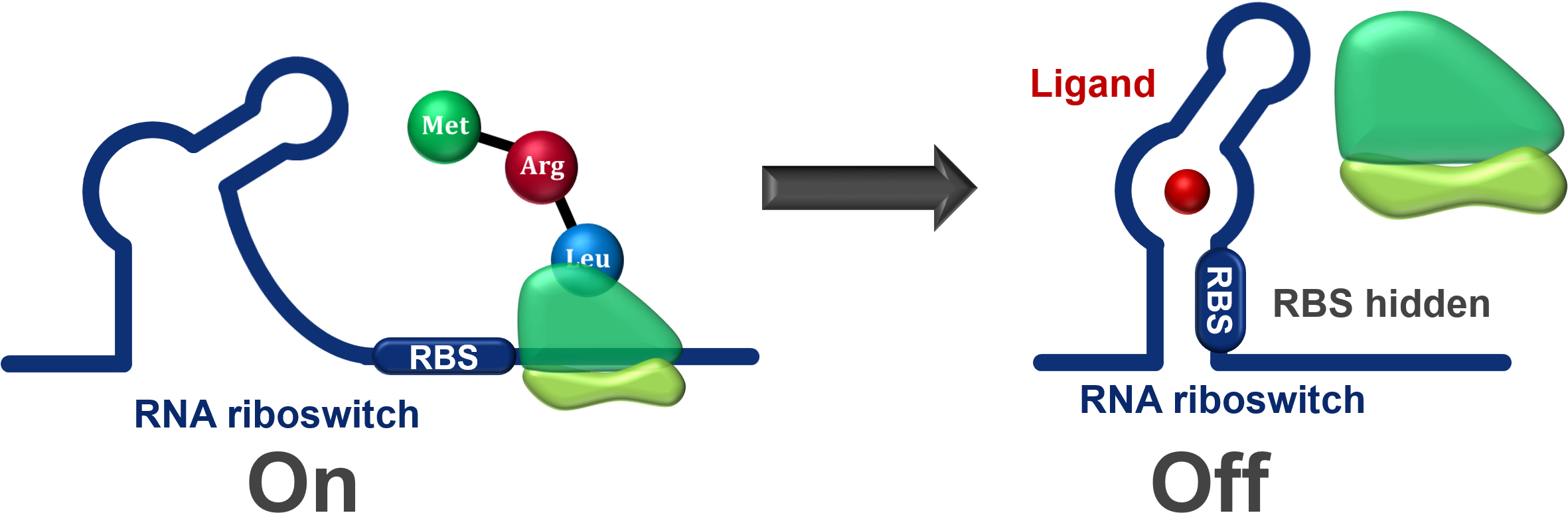 Transcription-level Riboswitch - Define Riboswitch (2369x899)